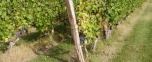 intervignes