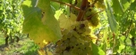 intervignes
