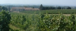 intervignes