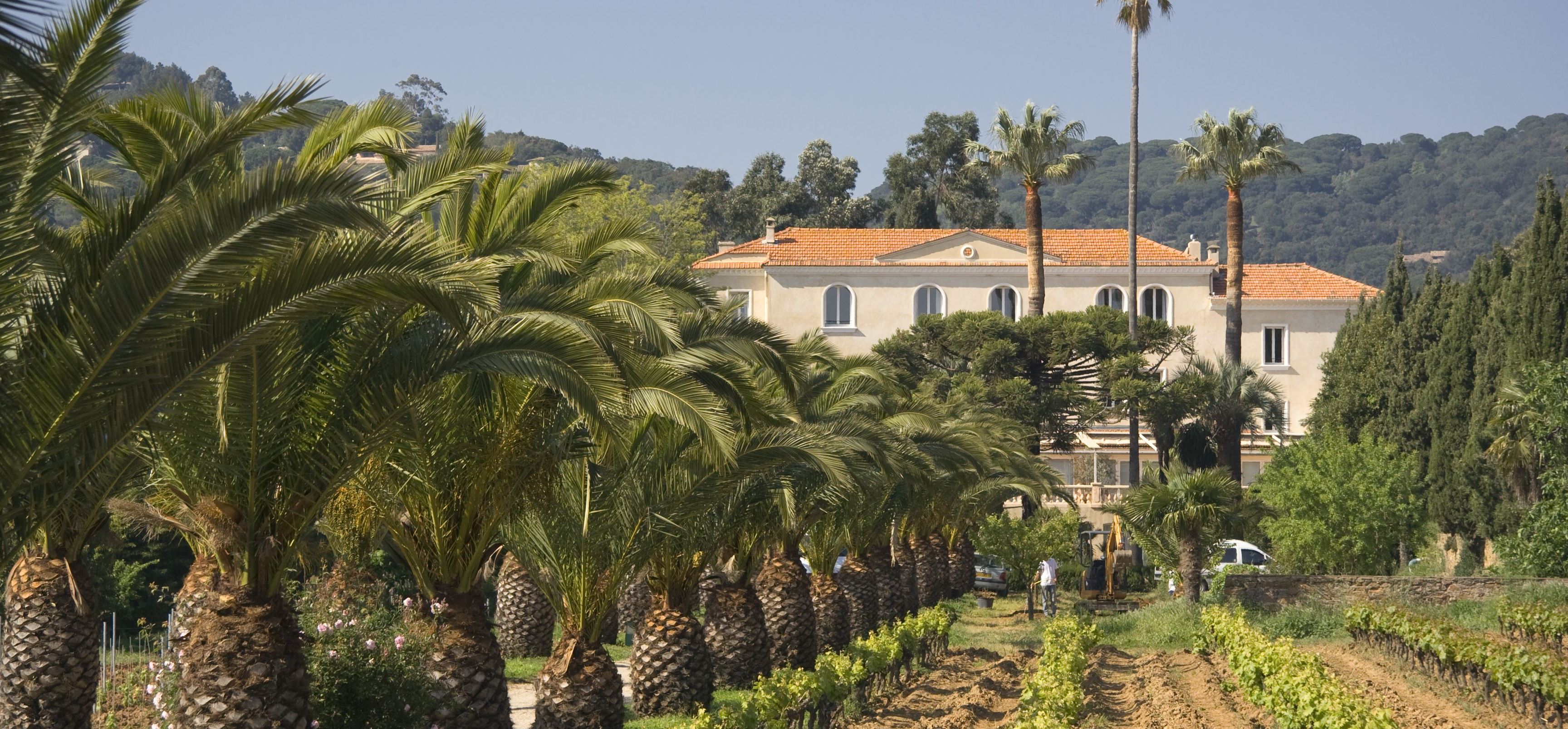Vignoble méditerranéen