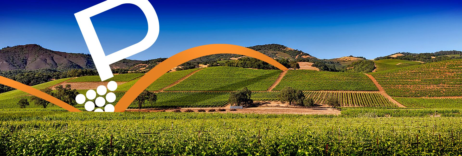 Process2Wine vignoble