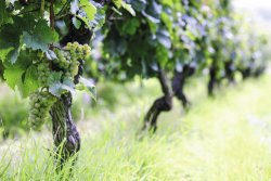 Lutte contre lâ€oÃ¯dium de la vigne Lâ€oÃ¯dium, un ennemi jamais trÃ¨s loin