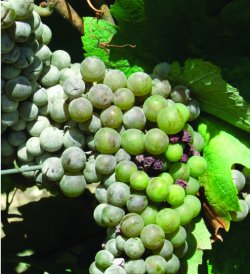 Lutte contre lâ€oÃ¯dium de la vigne Lâ€oÃ¯dium impacte nÃ©gativement la qualitÃ© du vin