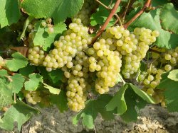 Lutte contre lâ€oÃ¯dium de la vigne  Contre lâ€oÃ¯dium, traiter Â« tÃ´t et fort Â» 