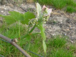 Lutte contre lâ€oÃ¯dium de la vigne  Combattre le mildiou et le black-rot en mÃªme temps que lâ€oÃ¯dium