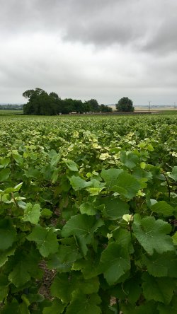 Chlorose ferrique, comment gÃ©rer durablement ce dÃ©sordre nutritionnel ? 