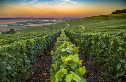 Avec ses nouvelles applications numÃ©riques, WiziFarm accompagne les vignobles pour rÃ©pondre aux enjeux de demain