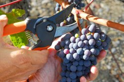 VINEQUIP : planning des confÃ©rences