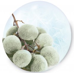 ZYMAFLOREÂ® KHIOMP, un nouvel outil de BIOProtection