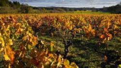 SÃ©cheresse, vin AOC et dÃ©fense pÃ©nale
