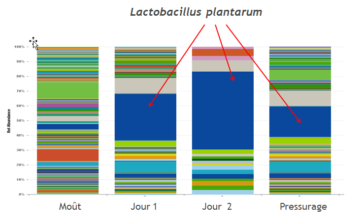Absorbance relative (flore bactrienne) par mtagnomique. Syrah ensemence avec NoVA  lraflage