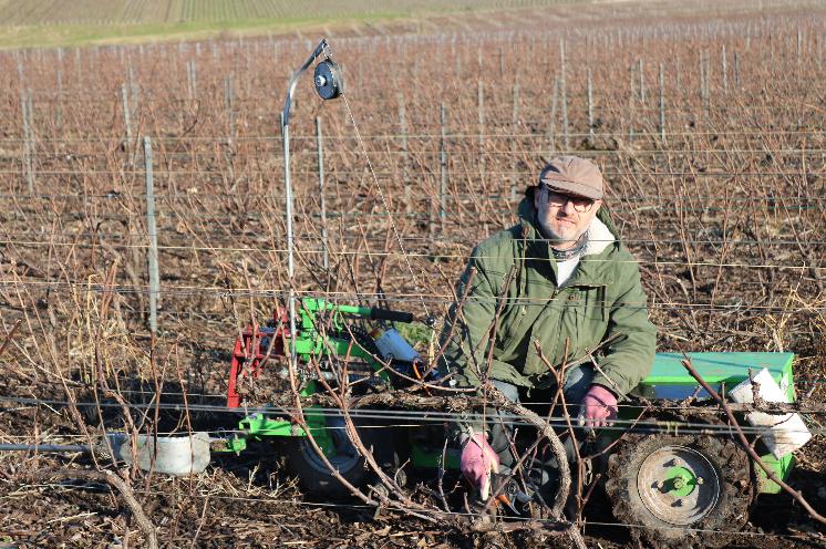 Le Cobosystème allège le poids du sécateur pour les vignerons taillant sur un chariot