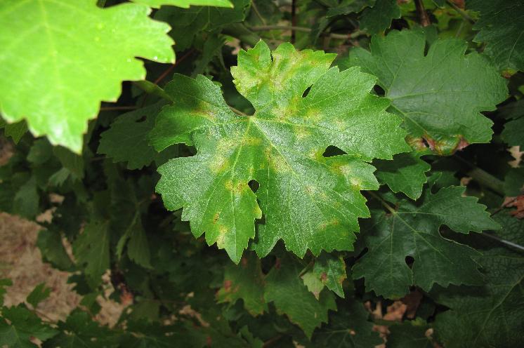  Lutte contre le mildiou de la vigne : veillez bien au choix des phytos