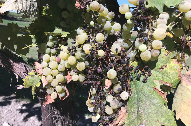 Le mildiou amputera les aides des vignobles gelés et non-assurés