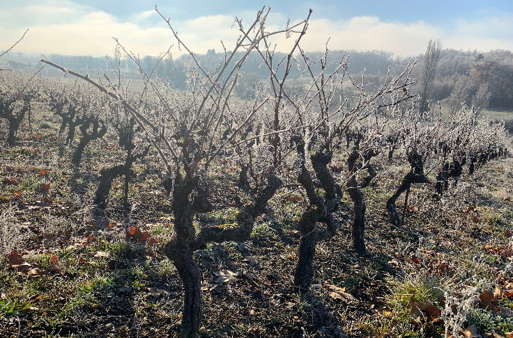 Tous les vignerons assurés et gelés ne bénéficieront pas du rachat de franchise à 2,5 %
