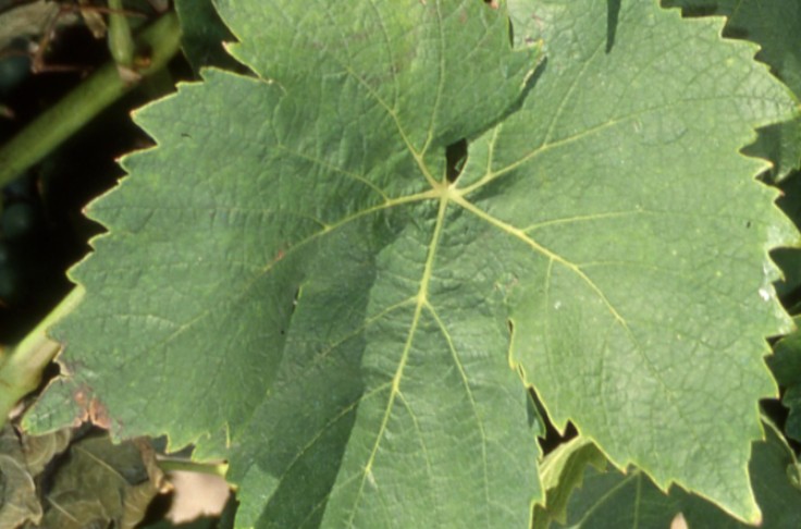 Plantez les bonnes vignes grâce à cette application