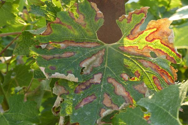  Broyer les sarments favorise-t-il l'esca ?