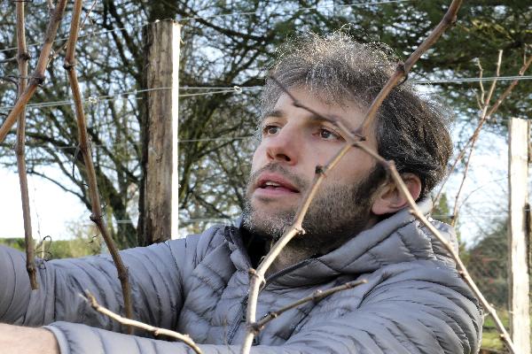  Quatre 'gourous' de la taille des vignes détaillent leurs préceptes