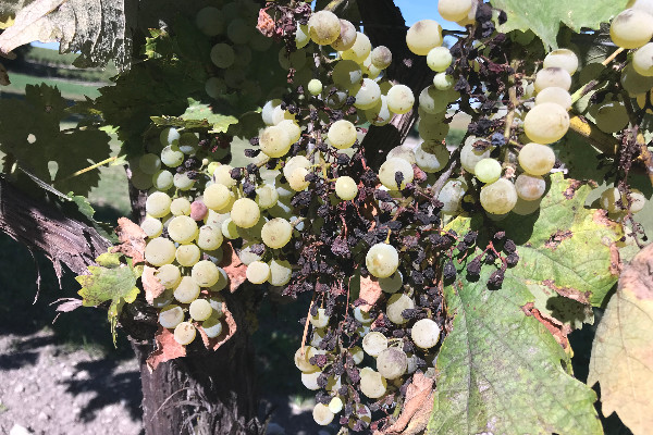 Le mildiou amputera les aides des vignobles gelés et non-assurés