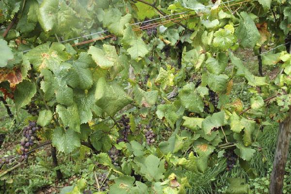  Des viticulteurs désemparés face à l'explosion du bois noir