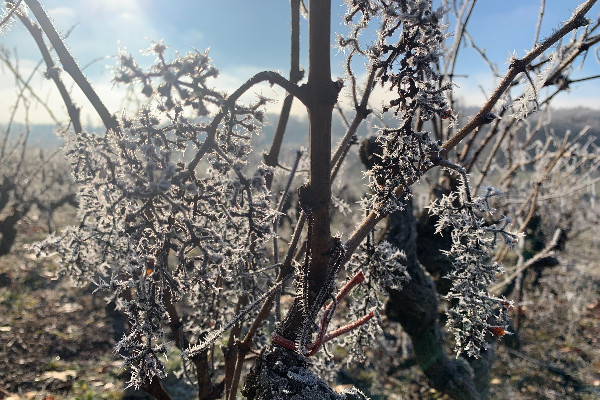 37,5 millions hl de vin en 2021, la vendange française révisée à la hausse reste basse