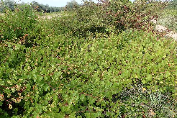  Le botaniste Max André décrit dans un livre les vignes ensauvagées en France