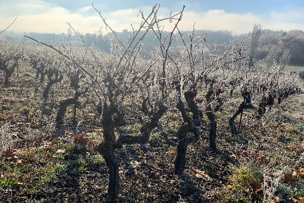 Tous les vignerons assurés et gelés ne bénéficieront pas du rachat de franchise à 2,5 %