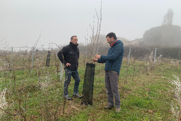Objectif 0 intrant pour le collectif des 23 vigneron-nes du vivant en Beaujolais
