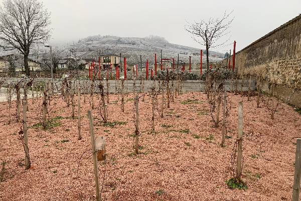 Un jardin de vignes sauvages sur l’histoire et l’avenir des vignobles