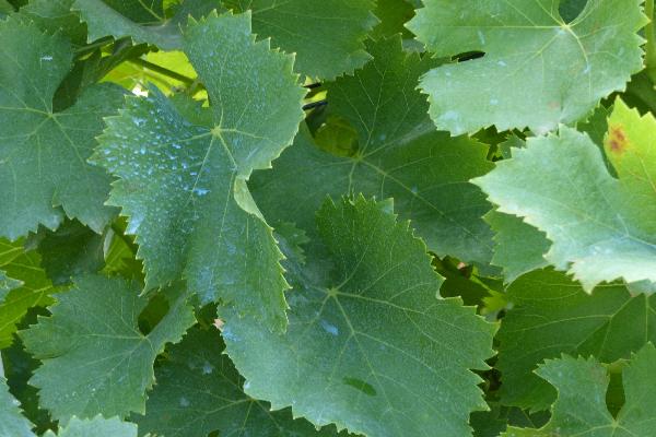  Lutte contre le mildiou de la vigne en bio : du cuivre à petites doses