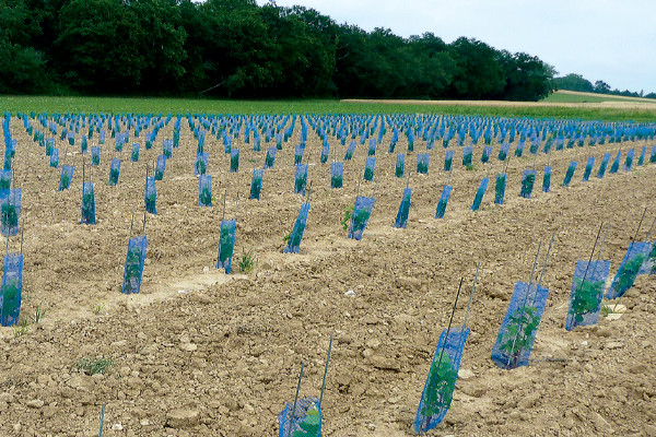 Les 5 nouveaux cépages résistants ResDur2 s'appellent…