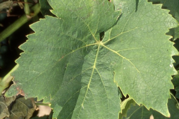 Plantez les bonnes vignes grâce à cette application