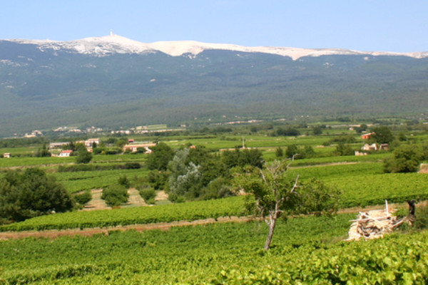 Des aides à l'optimisation de l’irrigation du vignoble