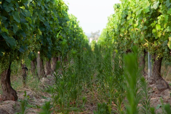 Des huiles essentielles veulent remplacer le glyphosate