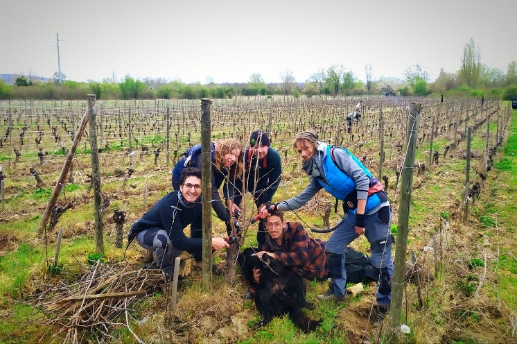  Quand les permanents managent les saisonniers dans les vignes
