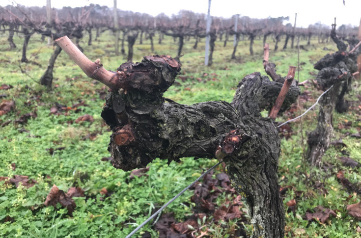 Exceptionally mild weather across the vineyards of France this winter Exceptionally mild weather across the vineyards of France this winter