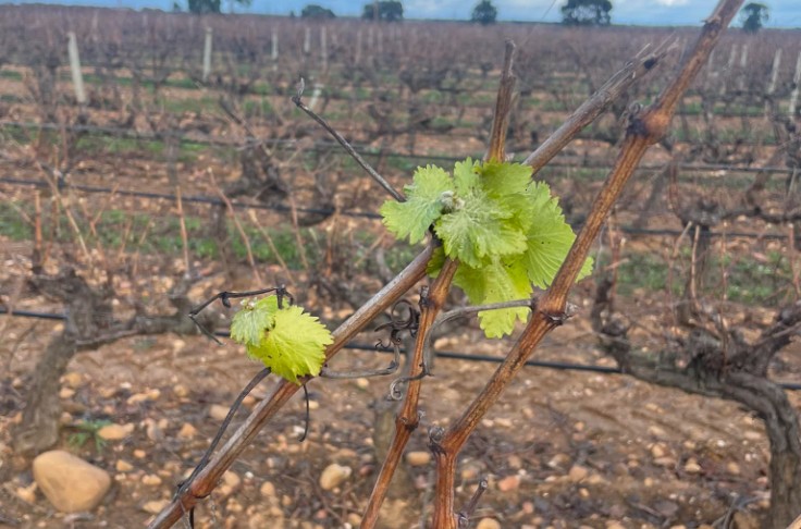 Premières feuilles de vigne sorties, alors que la taille est loin d’être finie !