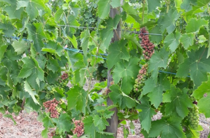Action Pin lance trois produits antistress pour la vigne