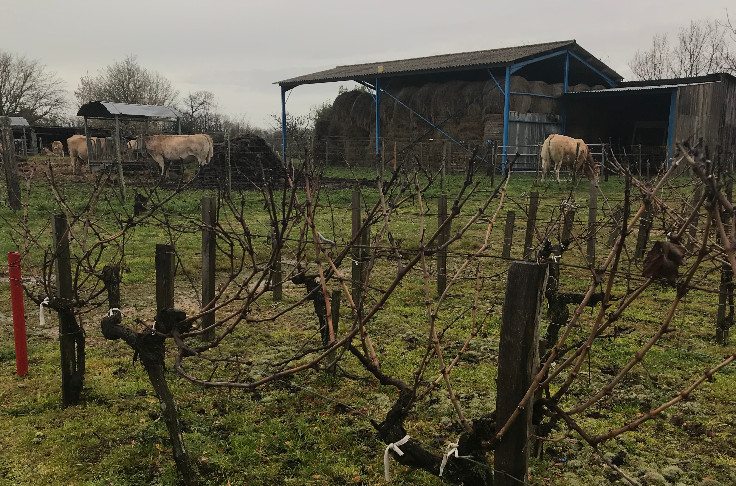 La diversification agricole comme sortie de crise viticole