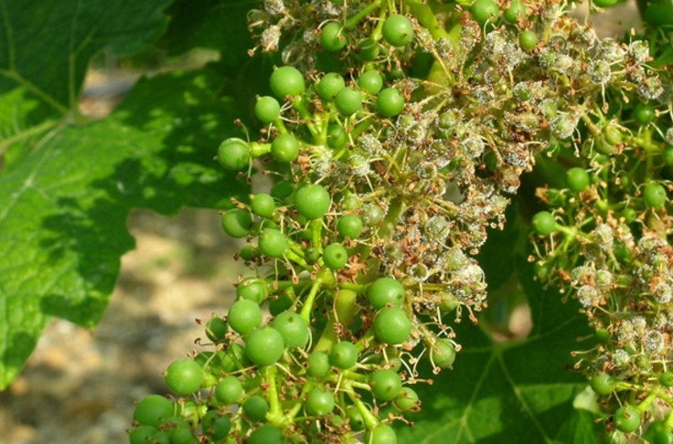 Pas de classement CMR pour le métirame, antimildiou de la vigne