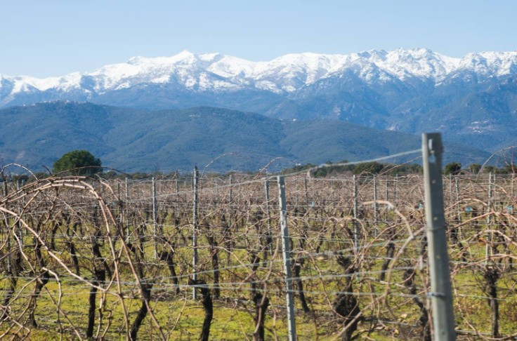 In Corsica, “mild weather prevented vines from going dormant”