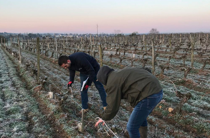  Pas de travail du sol dans les vignes avant un gel sinon bonjour les dégâts !