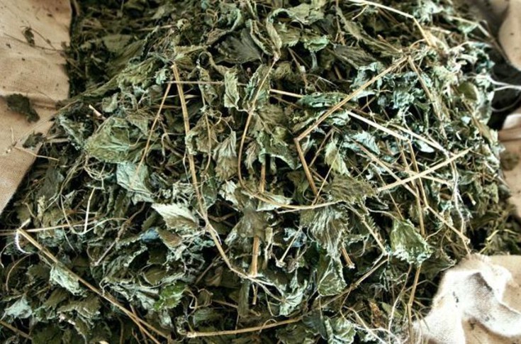 Vignerons, partagez vos expériences avec les purins d’ortie, tisanes de saule, huiles végétales...