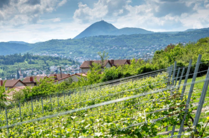 Une cartographie des sols pour doubler le vignoble des Côtes d’Auvergne   Une cartographie des sols pour doubler le vignoble des Côtes d’Auvergne