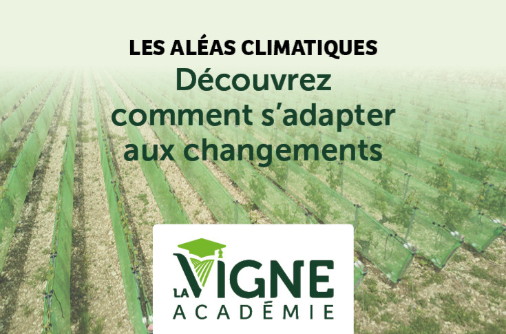 Participez à la masterclass pour prévenir les aléas climatiques du vignoble