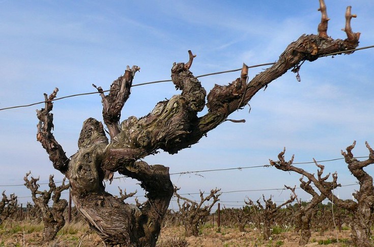 La vigne peut manquer d’azote, de potassium, de manganèse et de zinc