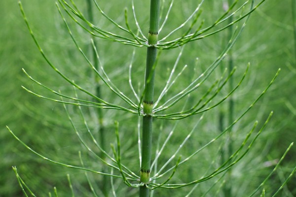 La prêle et le saule officiellement reconnus biostimulants de la vigne