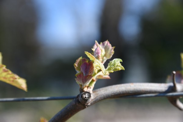 ⚠️ Risque de débourrement précoce de la vigne et de dégâts de gel au printemps 2023 ⚠️