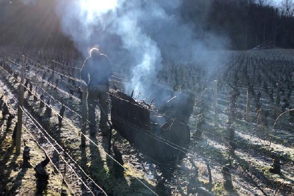  Pourquoi le brûlage des sarments fait de la résistance en Bourgogne