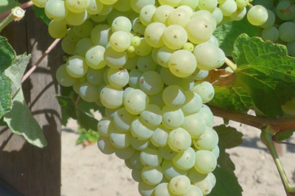 3 nouveaux cépages résistants pour Cognac